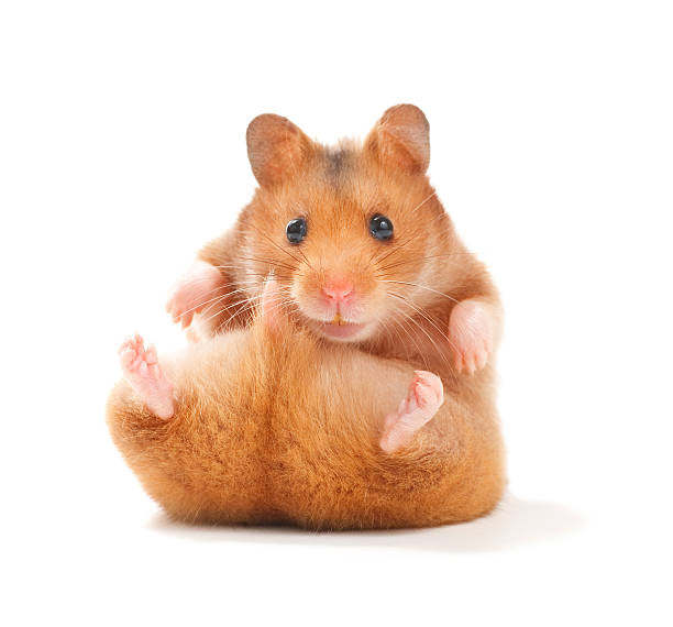 Hamster, Muis en Gerbil