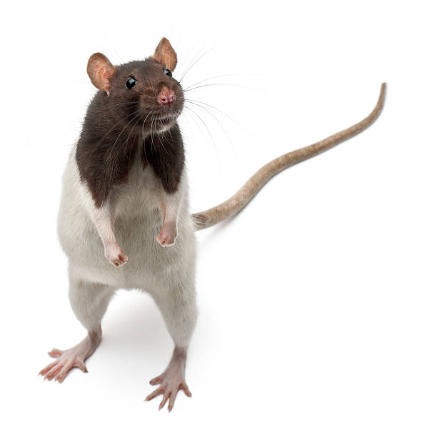 Rat